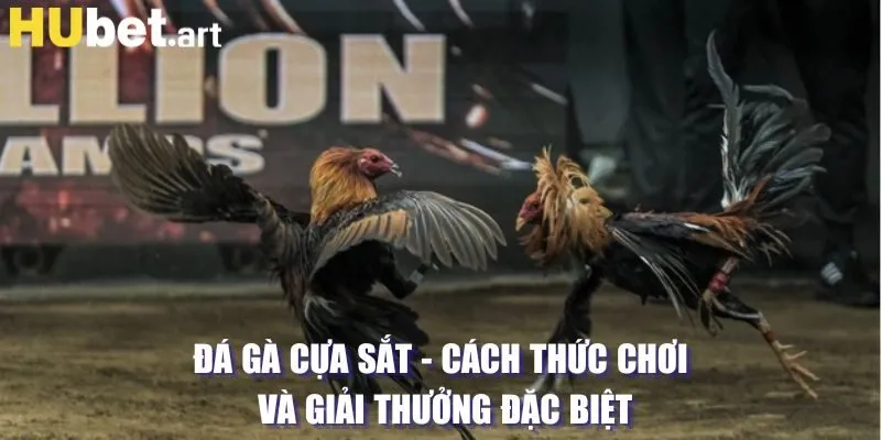 đá gà cựa sắt