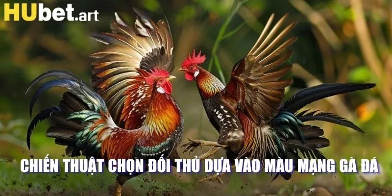 Chiến thuật chọn đối thủ dựa vào màu mạng gà đá